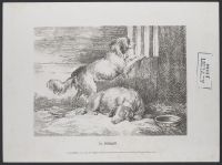 Two dogs in a stable