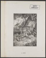 Fallow Deer