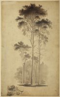Pine trees towering above herd of deer and small figures resting on a log, with separate study of a branch