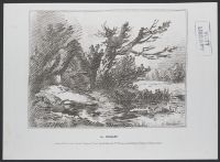 Landscape with large tree