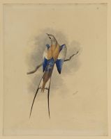 Abyssinian roller