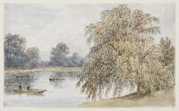 A willow by the Thames near Barnes