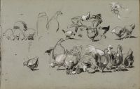 Studies of groups of feeding chickens