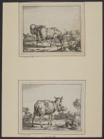 Two grazing sheep