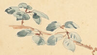 Botanical