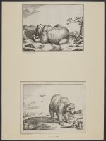 A bear standing in a landscape