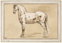 White horse