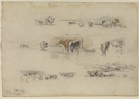 Studies of cows in landscape settings