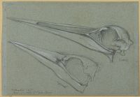 Skulls of a gannet and a crane