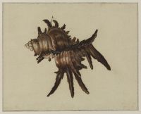 Monodon murex shell (Chicoreus cornucervi)