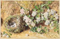 Chaffinch nest and May blossom