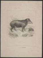Tapir