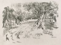 Apulia - Olive grove (Olivenhain)
