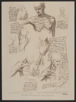 Anatomical Study of Head and Shoulder