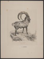 The Ibex