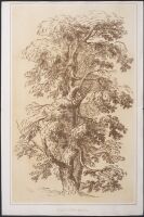 Study of a Tree