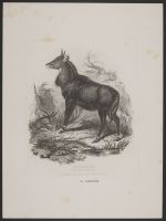 Neelghau (Nilgai)
