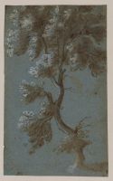 Study of a tree