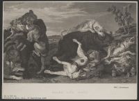 Bears and Dogs