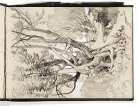 Gnarled Tree