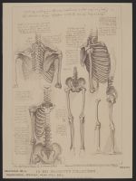 Human Skeletons