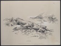 Large logs lying beside a footpath