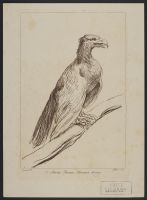 An eagle perching on a branch