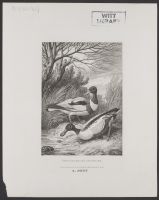 Sheldrake and Shoveler