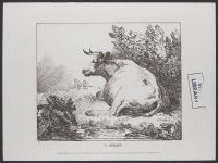 Cow lying down