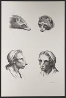 Two male human heads and two mammal (ferret?) heads