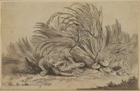 Crocodile emerging from the rushes