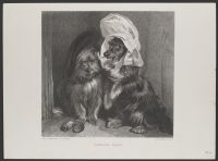 Comical Dogs