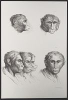 Four male human heads and two monkey heads