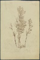 Page in an album