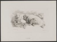Studies of Sheep and a Ram (plate 6)