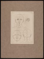 Diagram of the proportions of the head