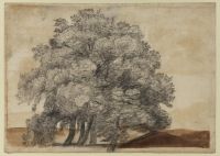 Clump of trees