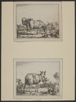 A standing ewe in a landscape, seen from behind