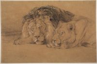 Lion and lioness asleep