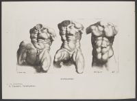 Three studies after Michelangelo sculpted torsos