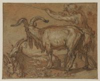 Goatsherd and goats