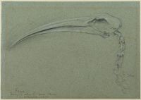 Skull of an ibis