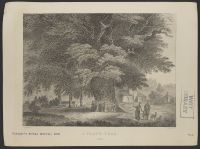 A Plane Tree