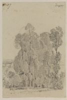 Study of trees at Touques