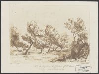 Landscape with Trees and Path