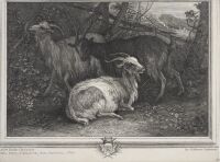 Landscape with goats