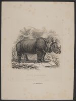 Indian Rhinoceros
