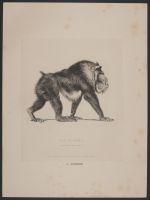 The Mandrill