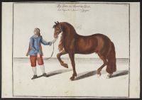 The Great Horse of Spain (La Superbe Cheval d'Espagne)