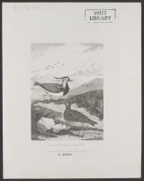 Golden Plover & Lapwing